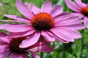 Echinacea -Saft zur Behandlung von Prostatitis