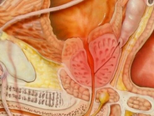 Art einer gesunden Prostata einer Person